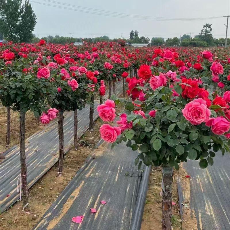 山水月季优选店