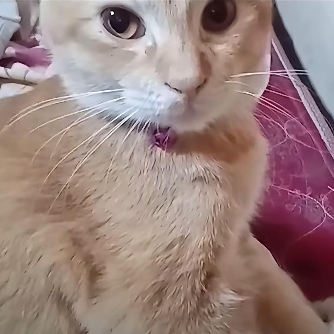 UvU