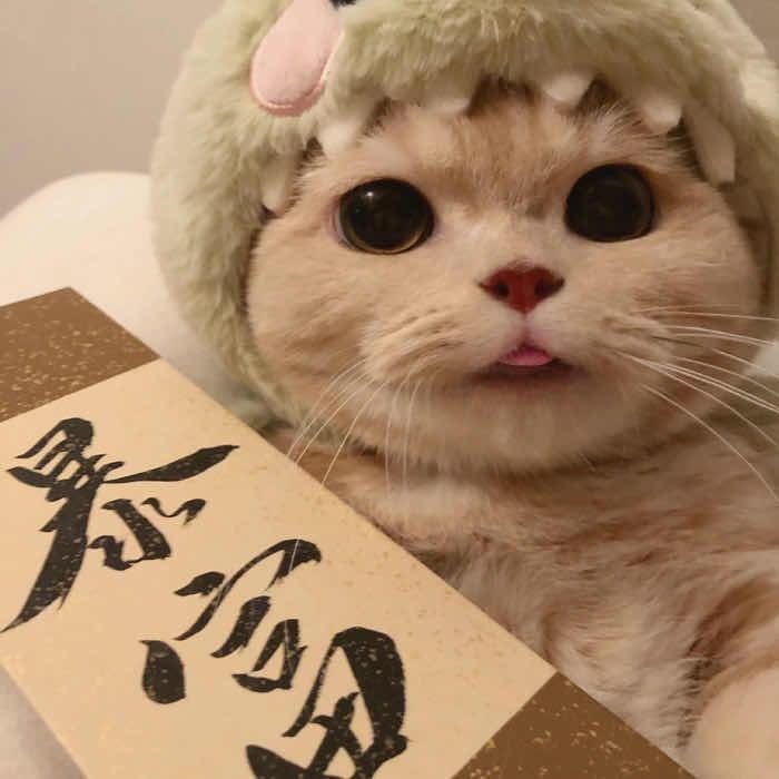 种草小丸子