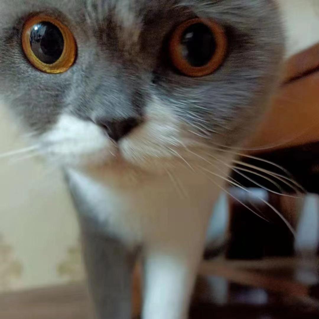 猫猫🐱