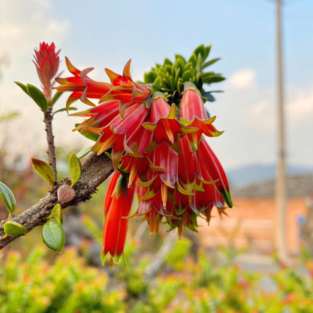 腾冲匠心花坊
