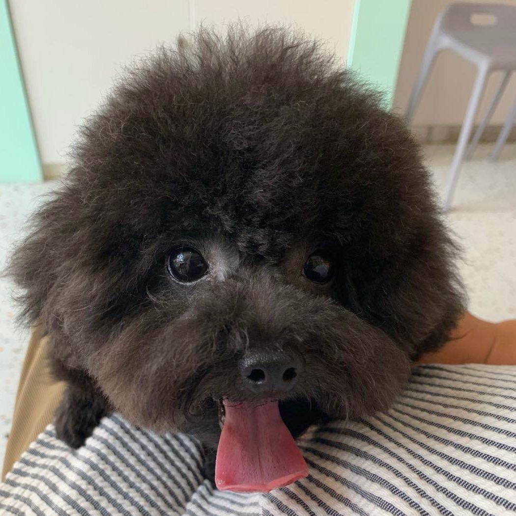爱狗狗的兔子