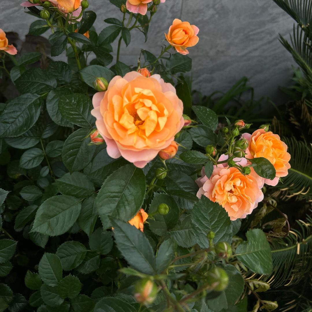 佛系……既来之则安之