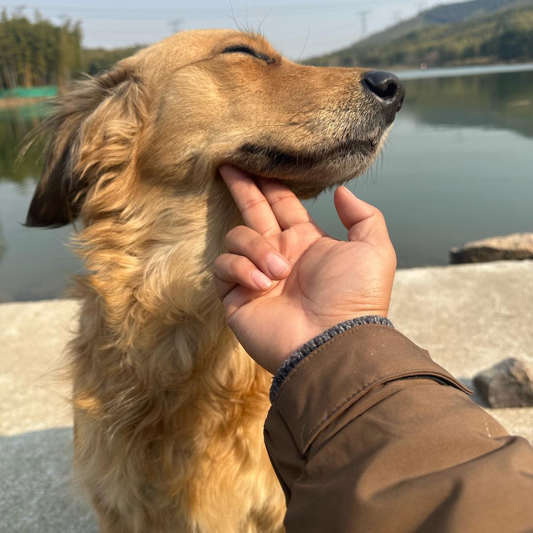 老鹰抓小鸡