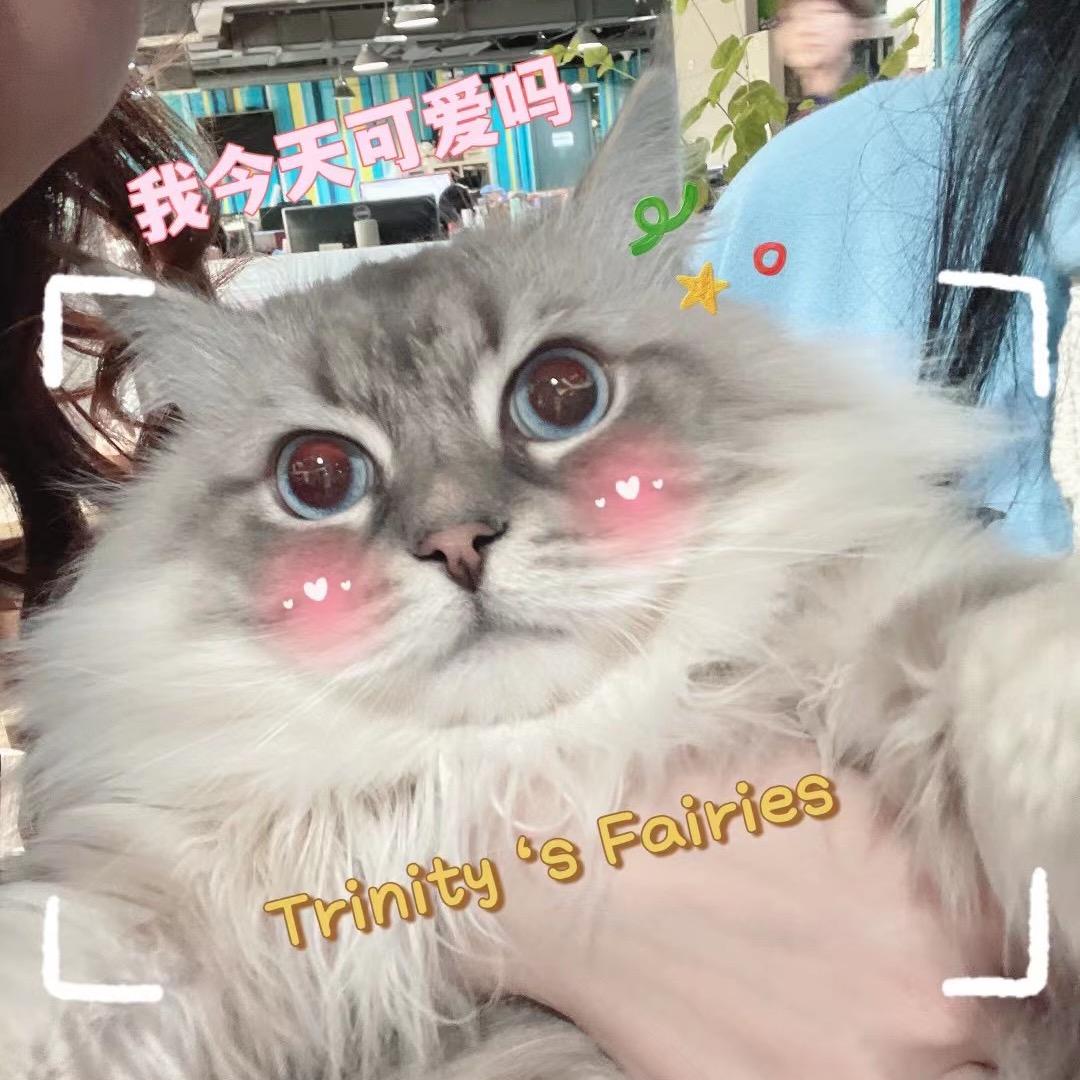 哈基米判官🍭