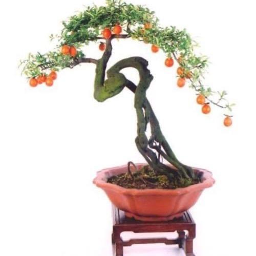金弹子东