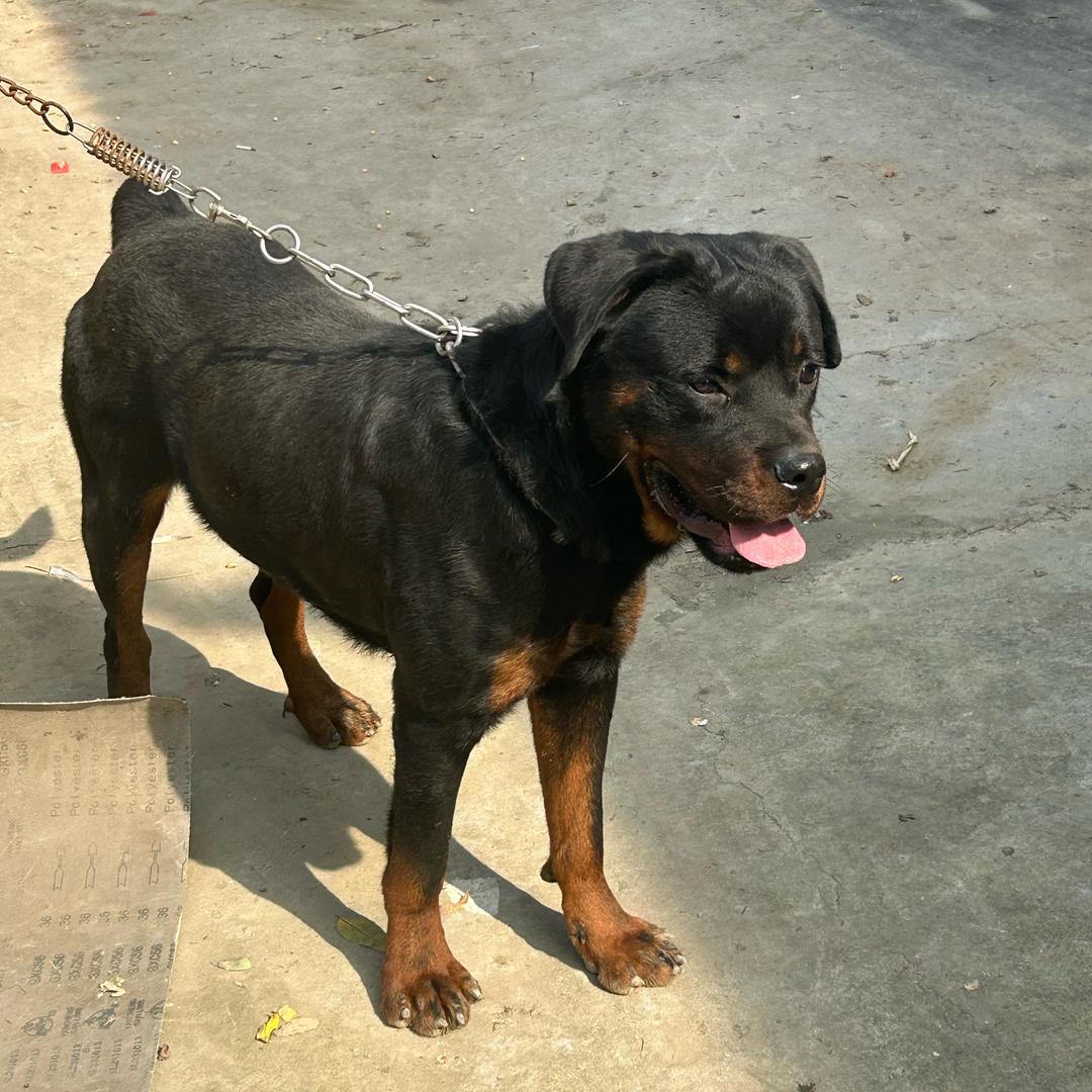 奥迪（德系罗威纳）