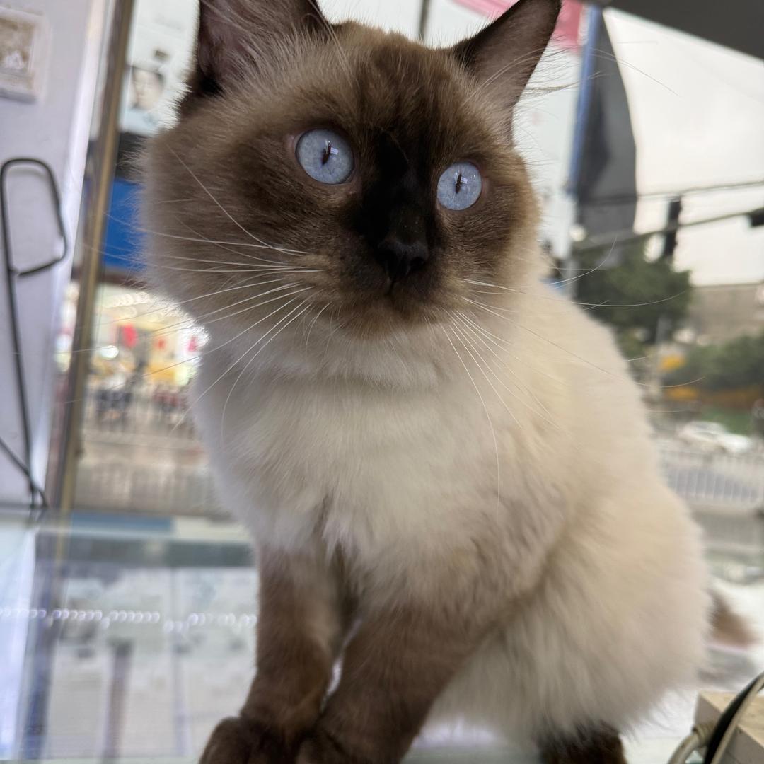 猫七七的成长日常