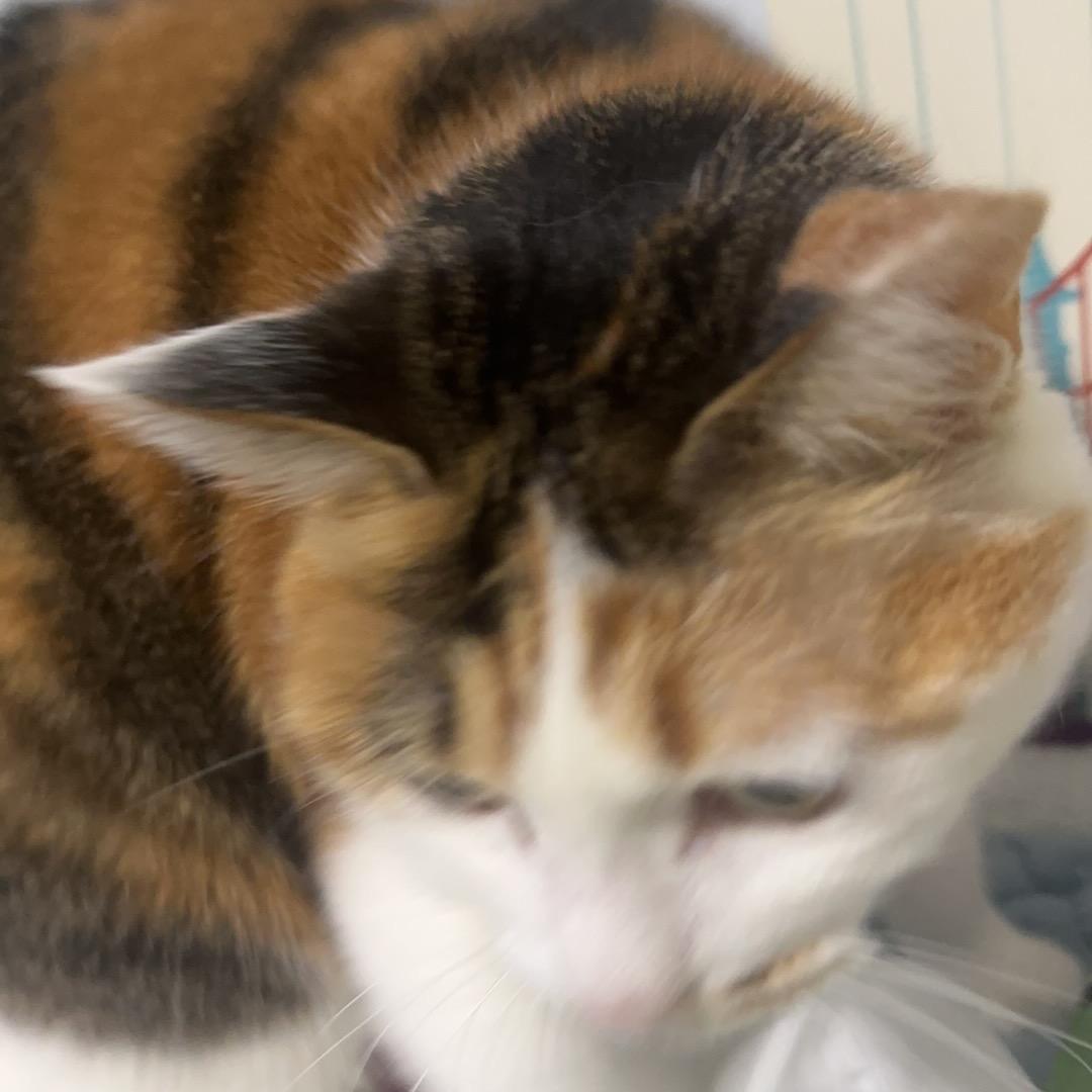 狐半月