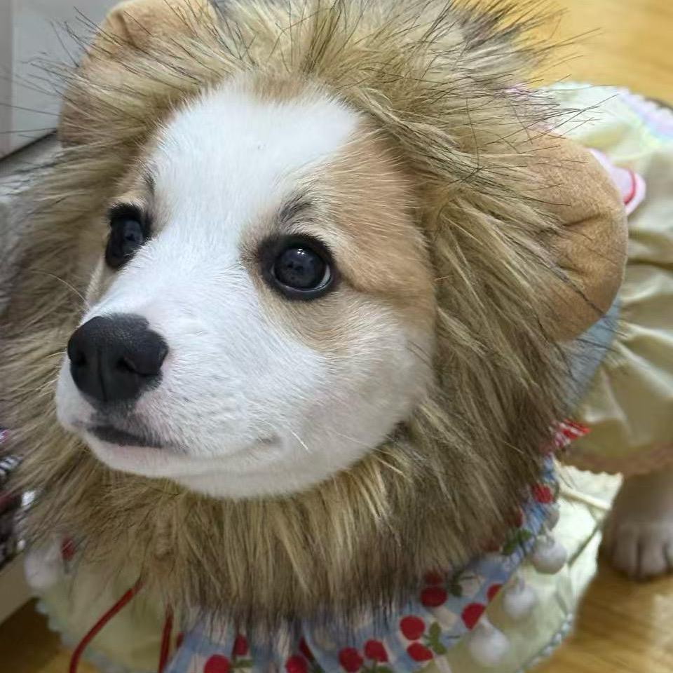 zzl