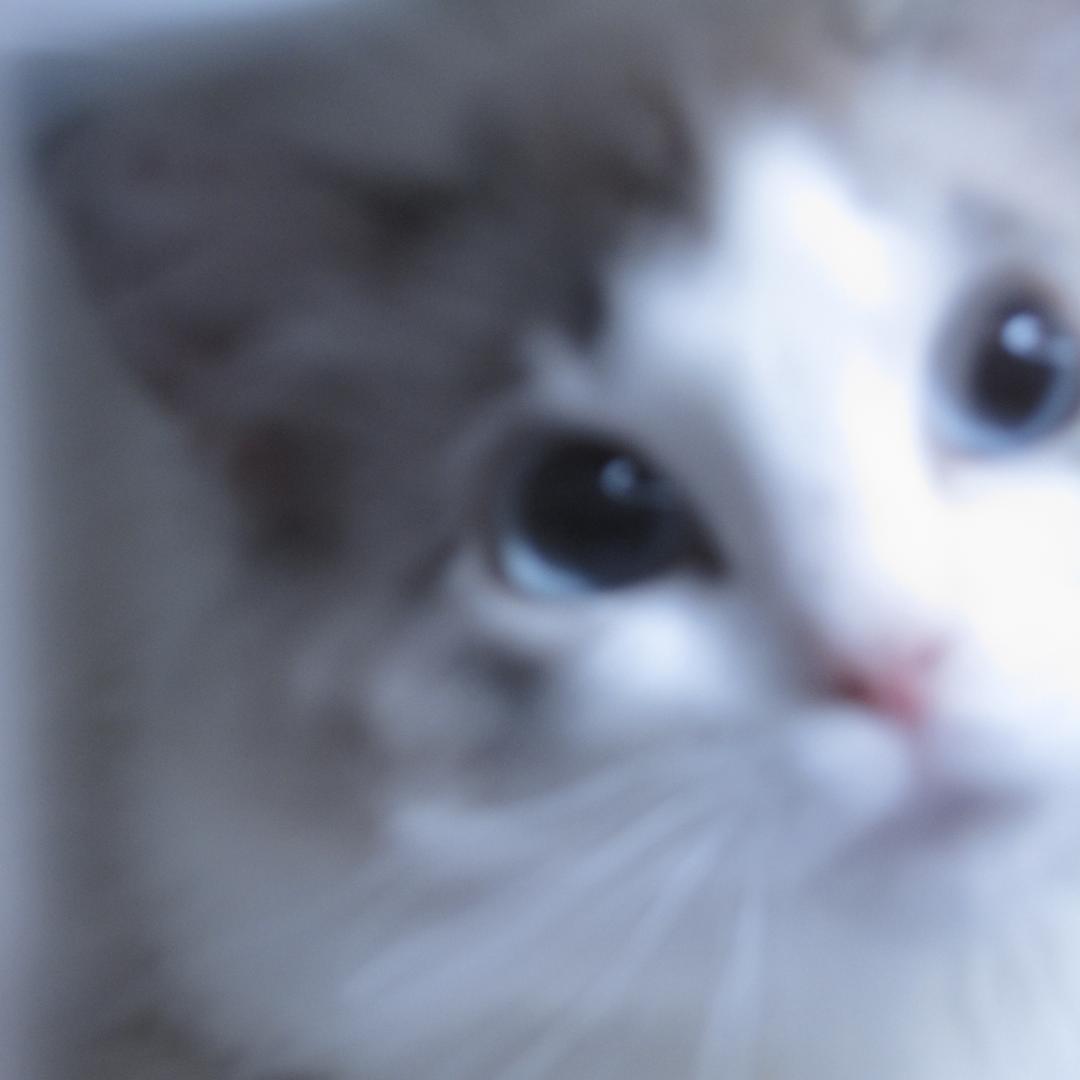 Le1Meow