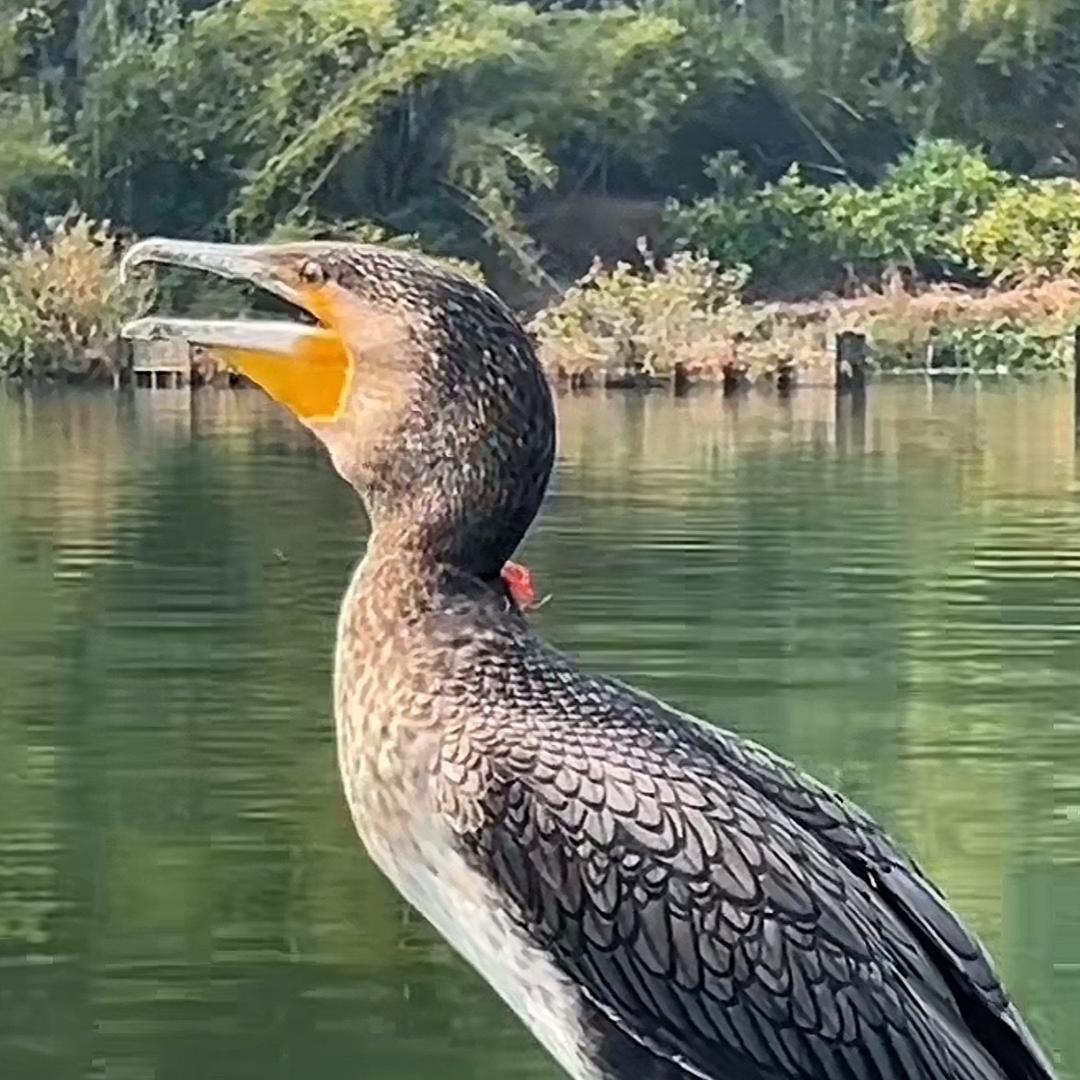 广西鱼鹰
