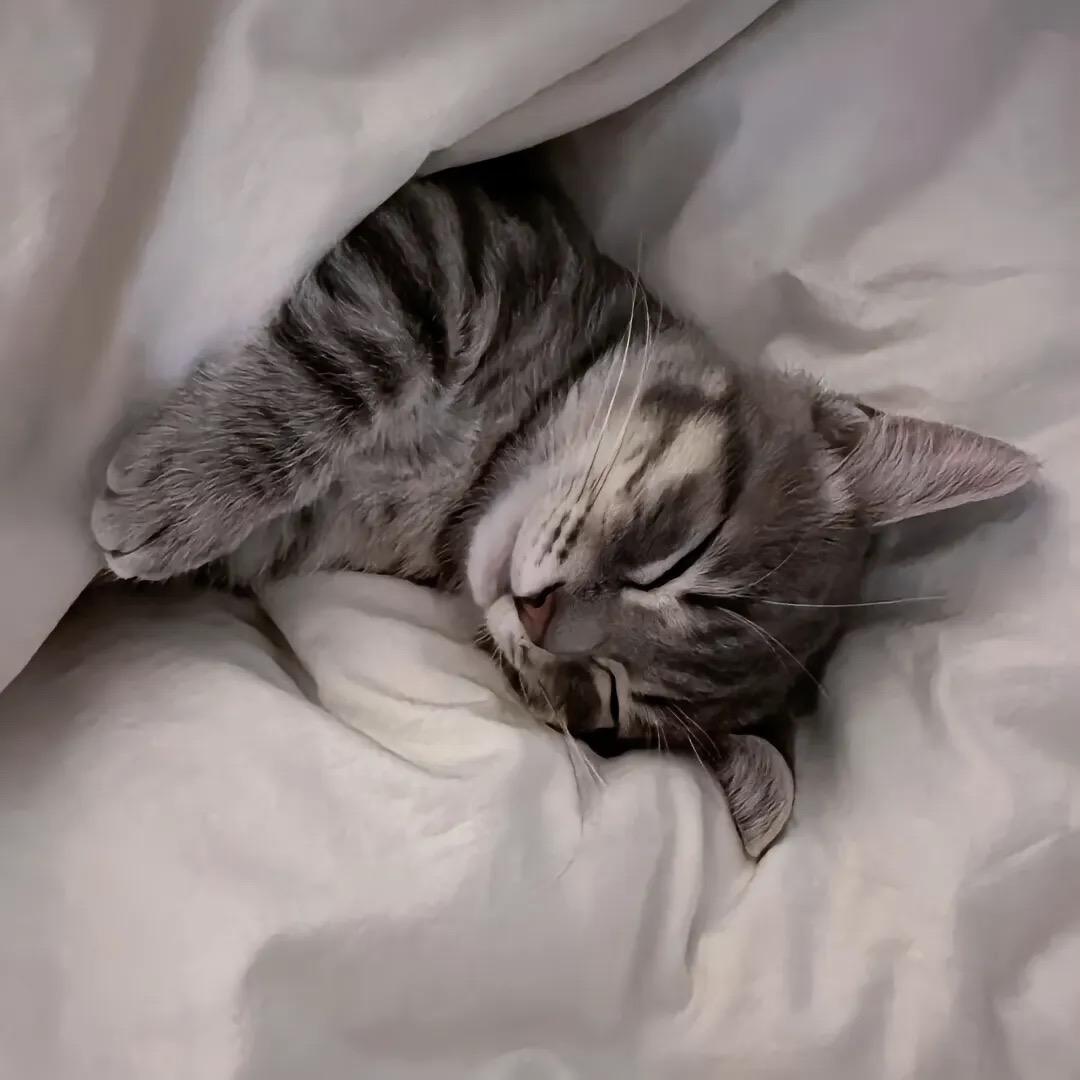 懒猫呀