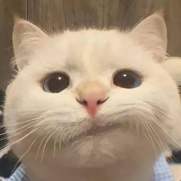 一只小肥仔