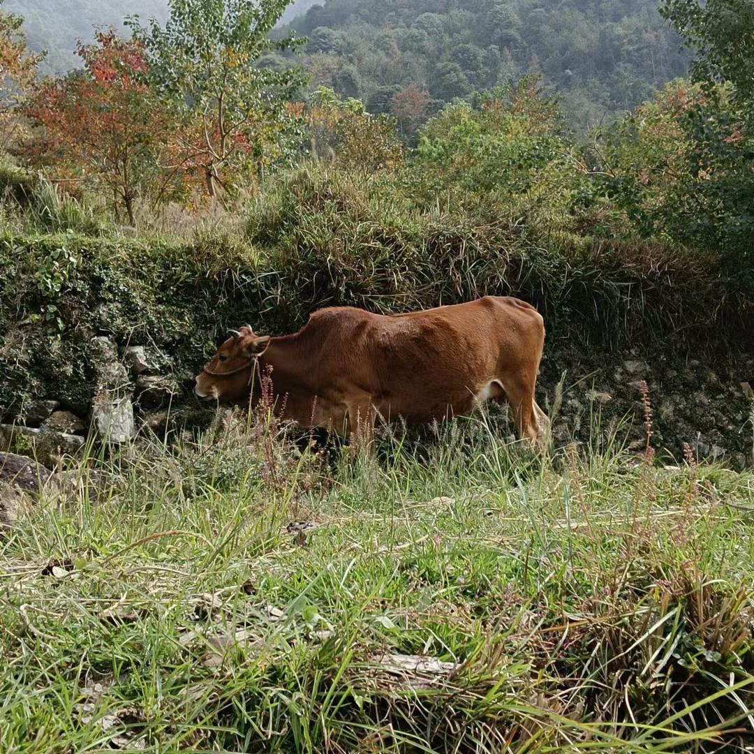 牛山鲜【纯放养草饲精品牛肉】