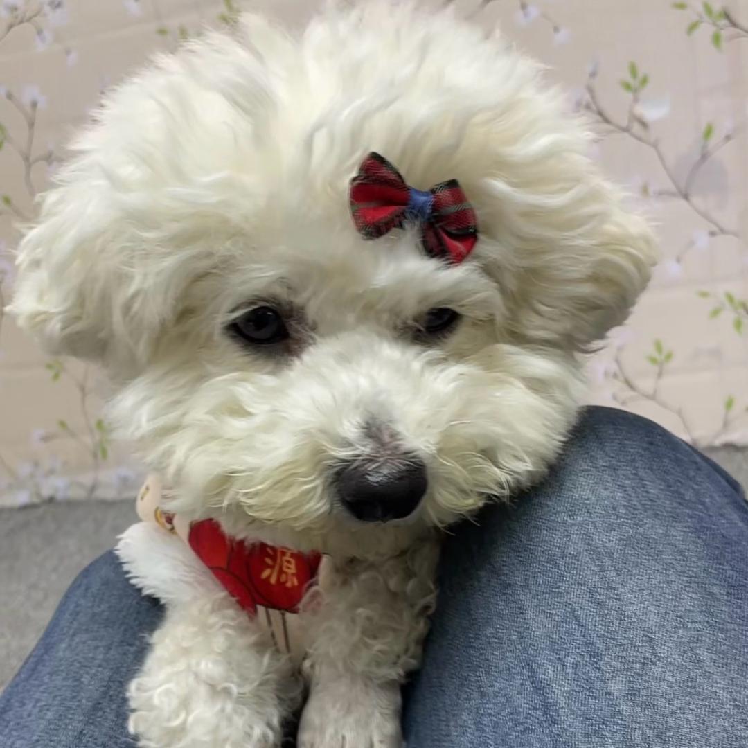 家有猫狗欢乐多