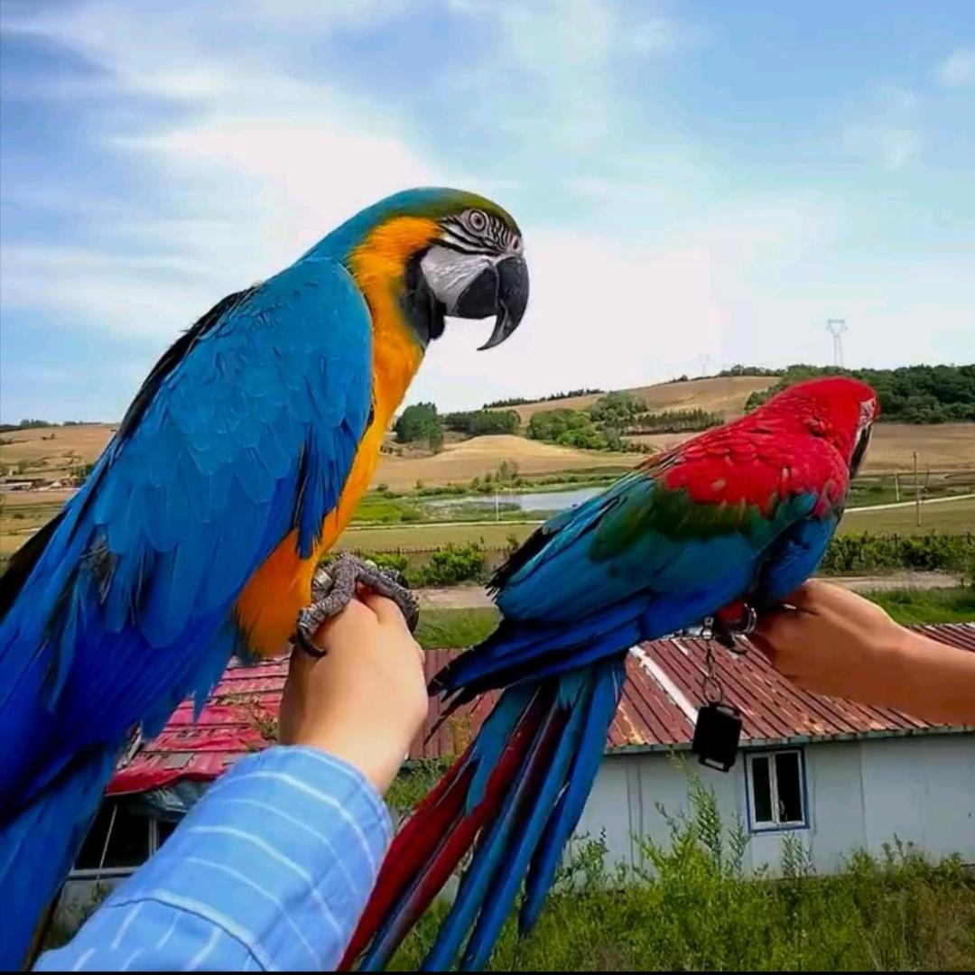 虎皮鹦鹉训练基地🦜