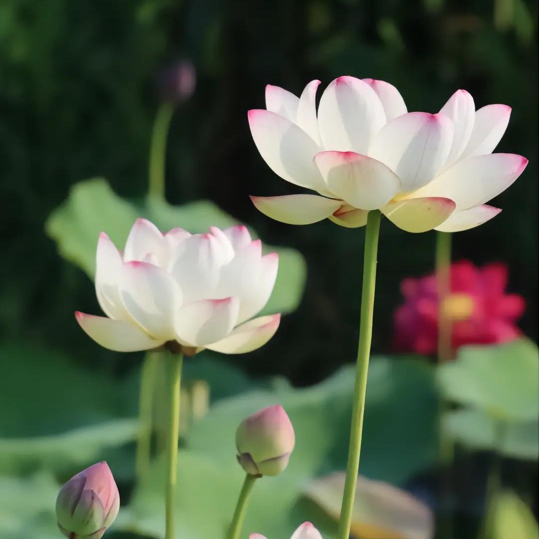 杏林飞花