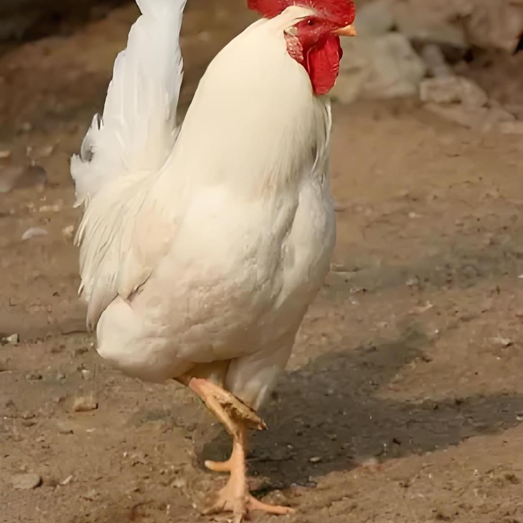 申德农场