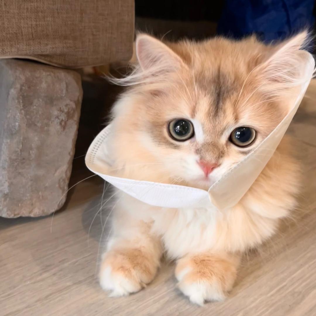 葡萄是只小怂咪