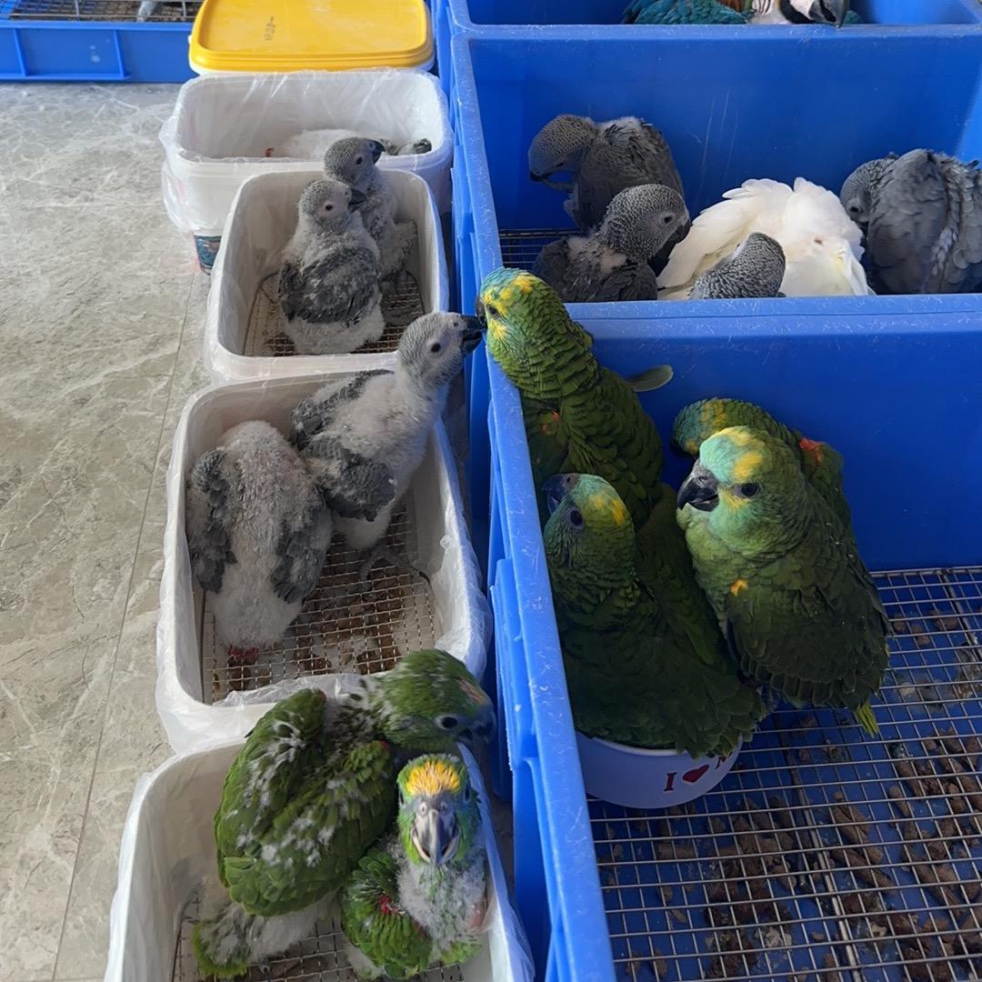 雪琴广东揭阳鹦鹉养殖场