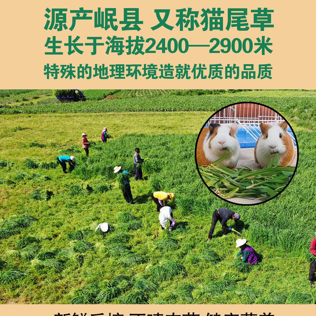 北方提摩西草