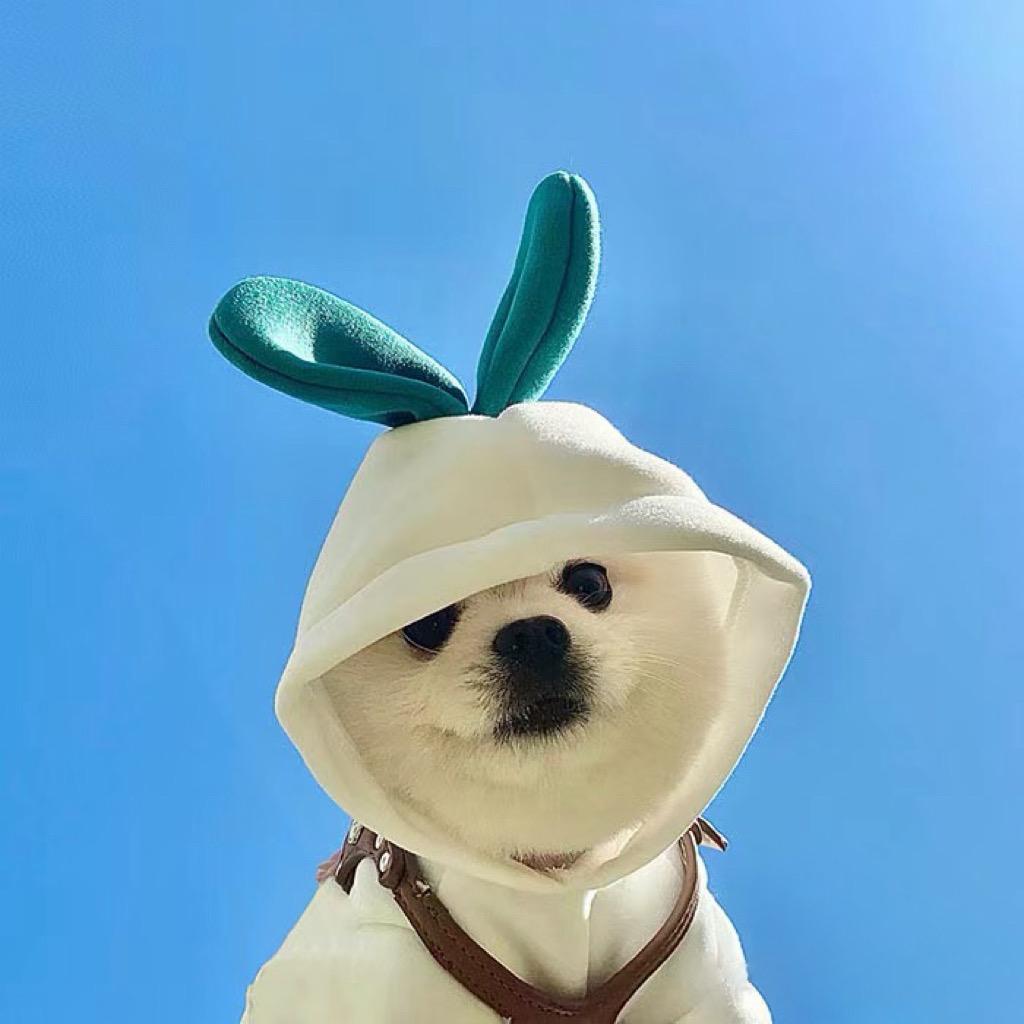 Teddy