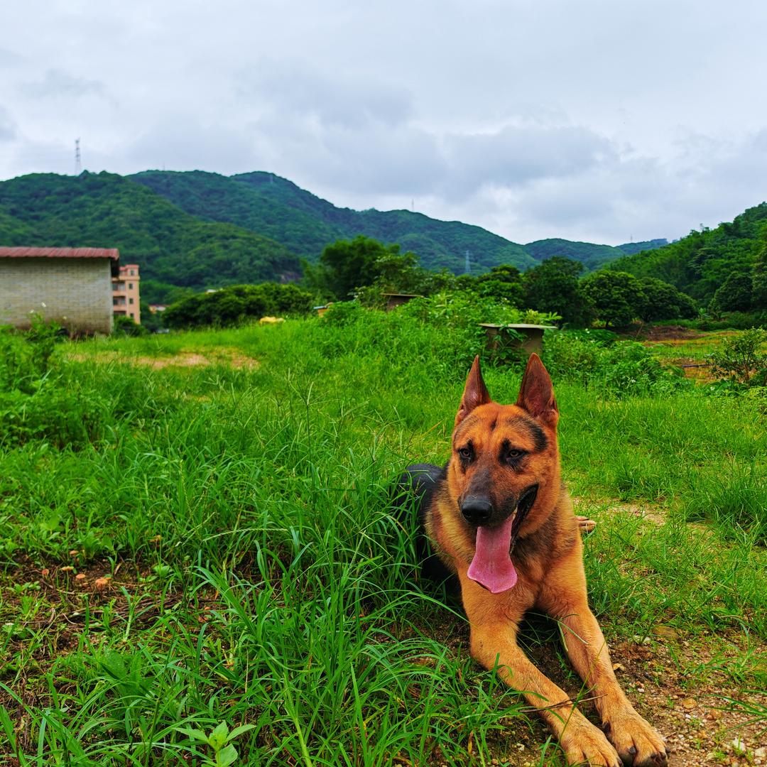 广州从化昆明犬