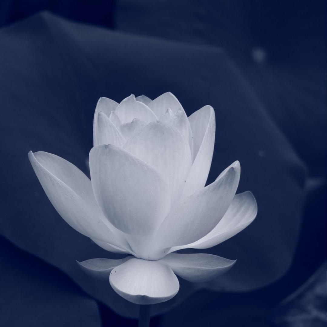花开菩提