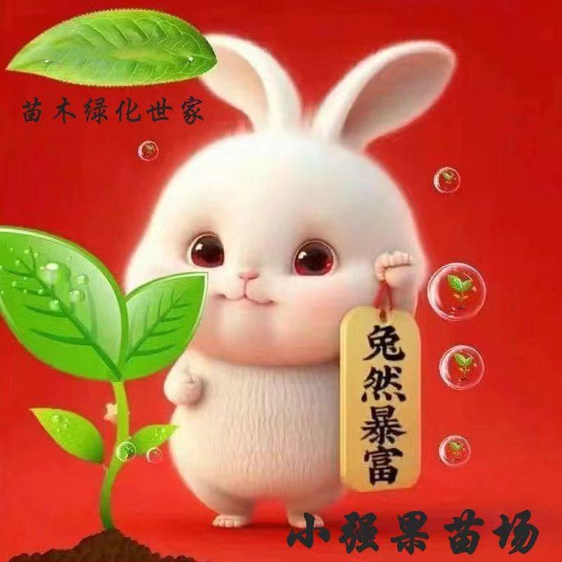 那隆镇强繁果苗场