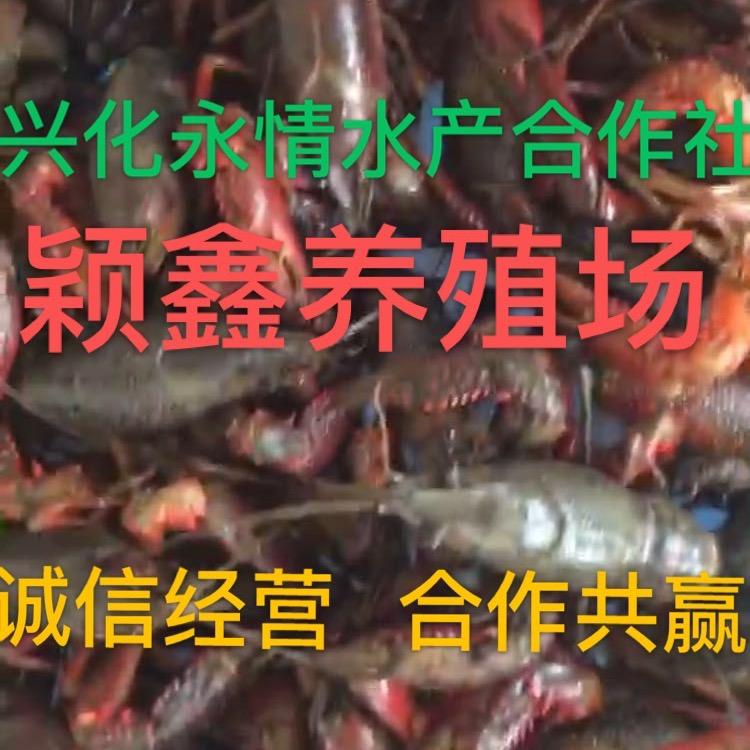 勇哥（颖鑫）水产