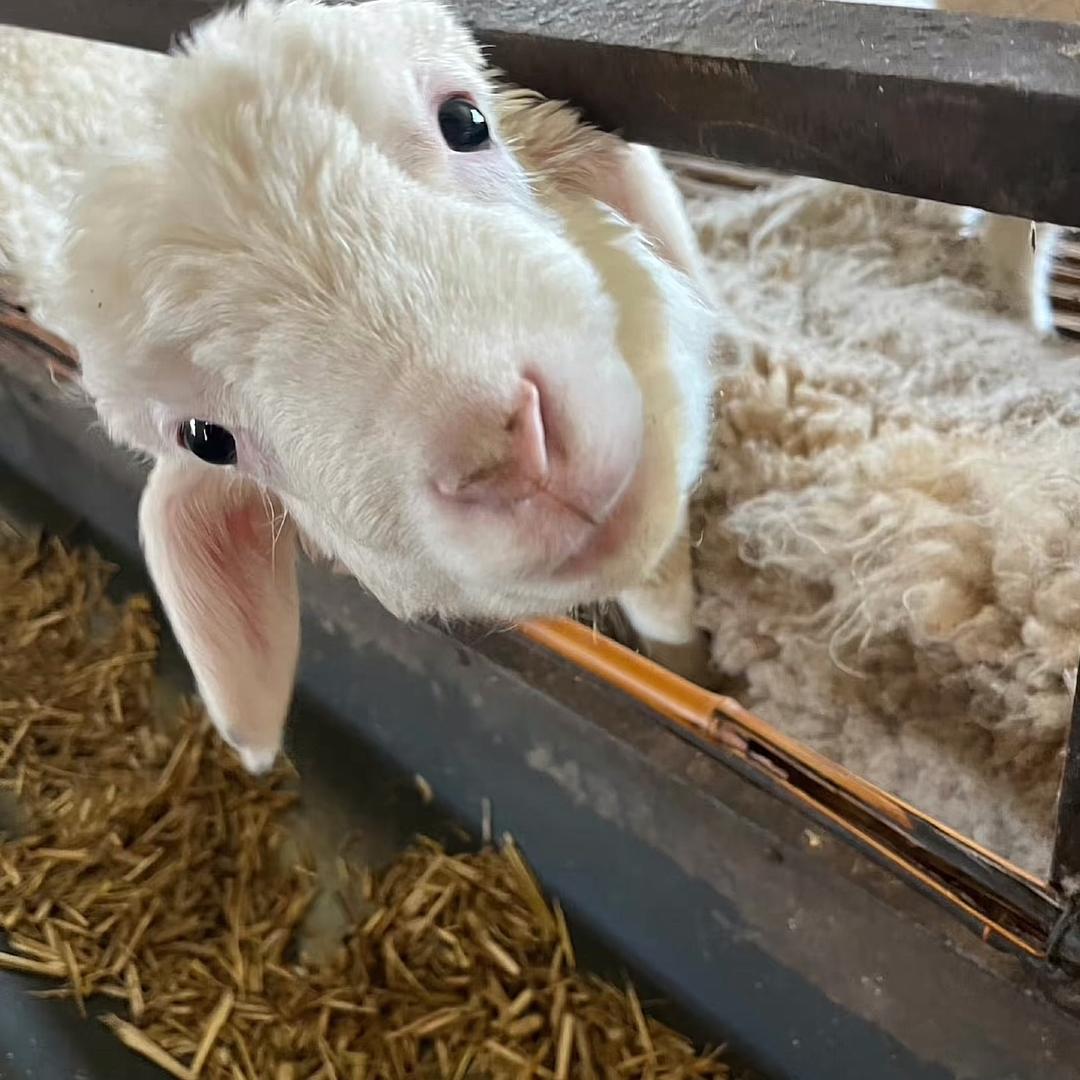 杨美吐气