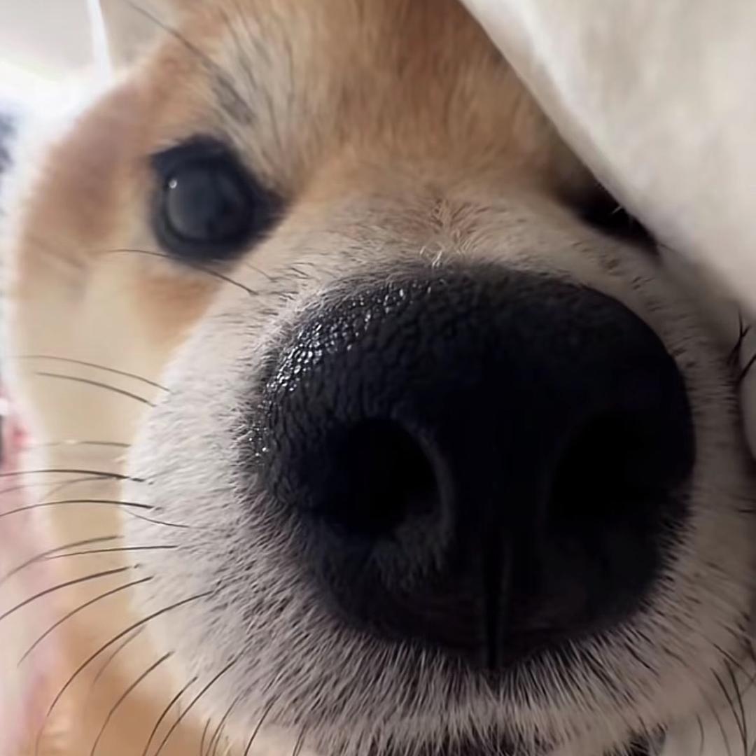 韩自豪