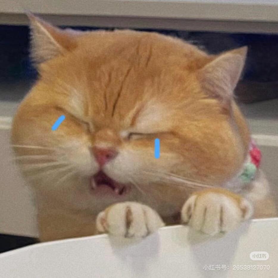 小猫也会哭泣