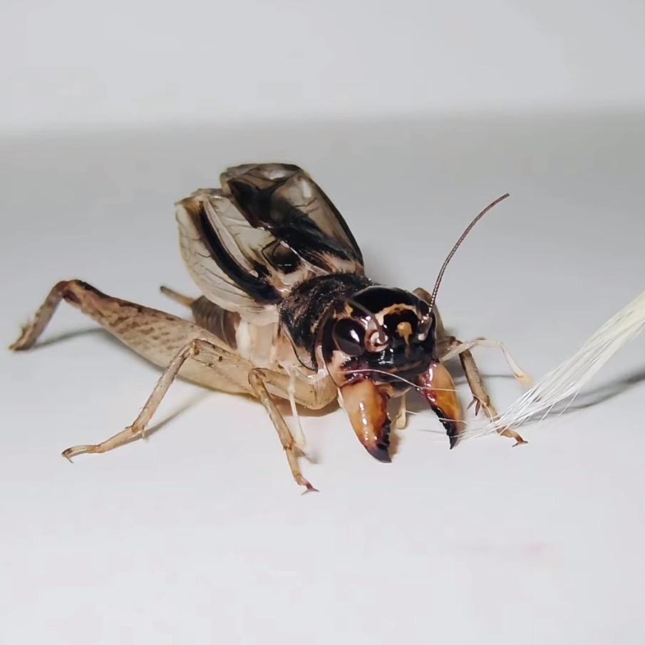 贾似道🦗