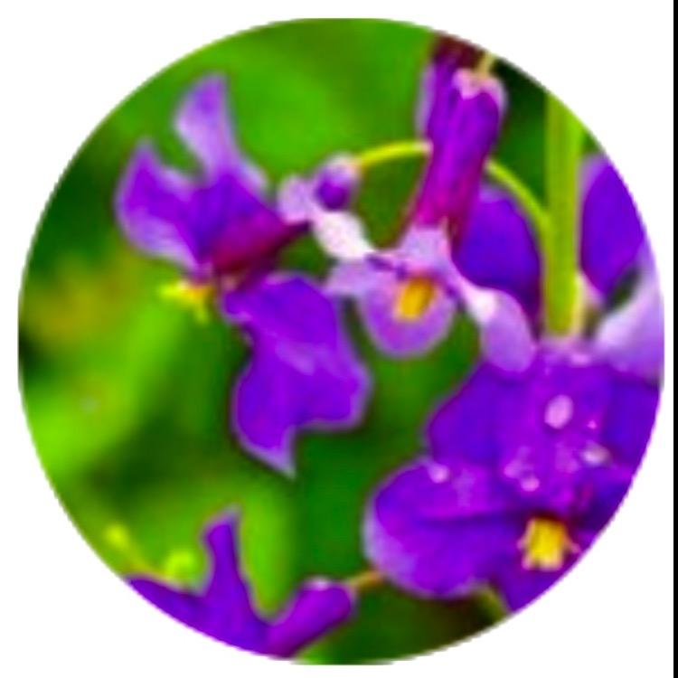 雾里看花