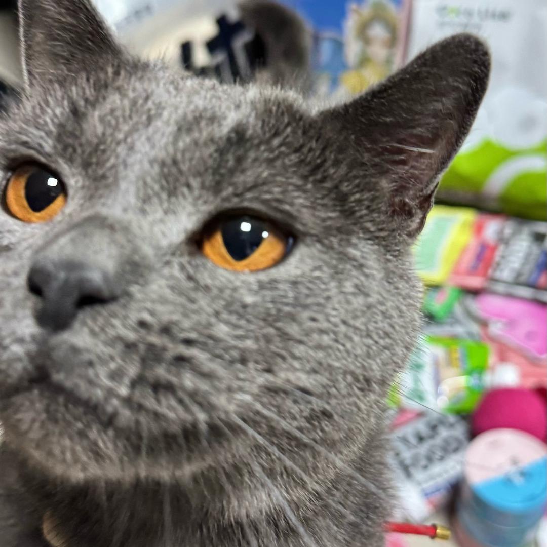 甜心萌妹关云长