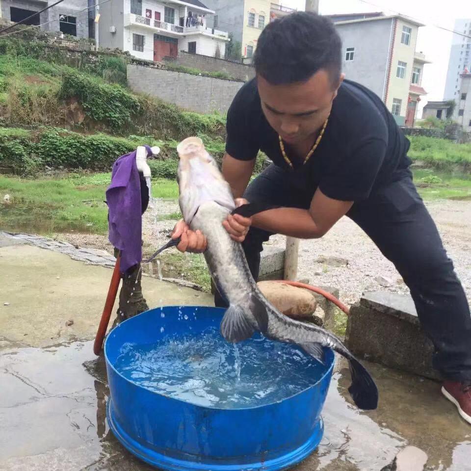 铁子的乡村农产品