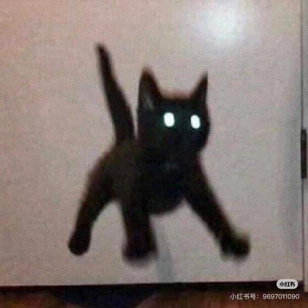 猫为五颗猫粮折腰