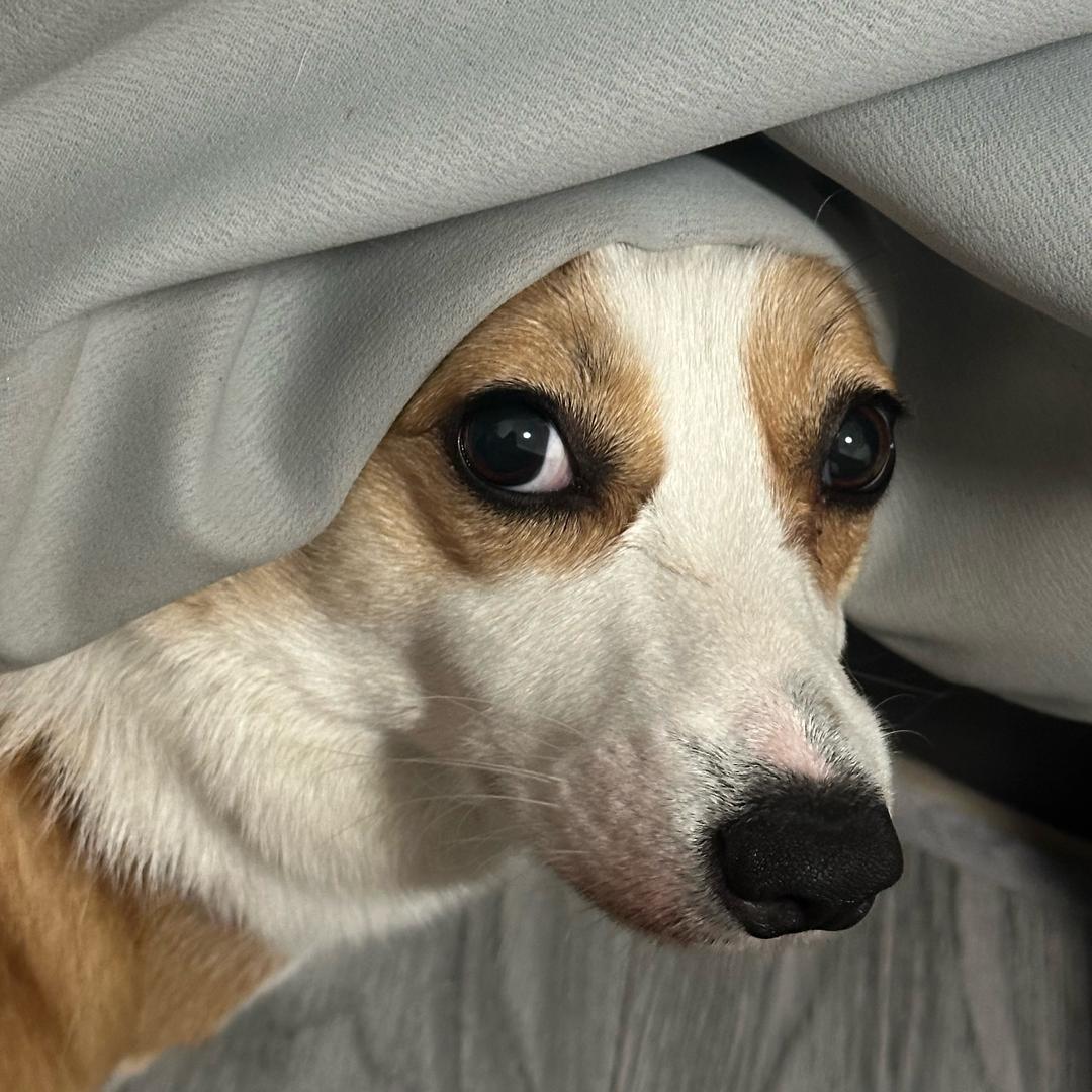 毛豆日记（今日上限了，明天回）