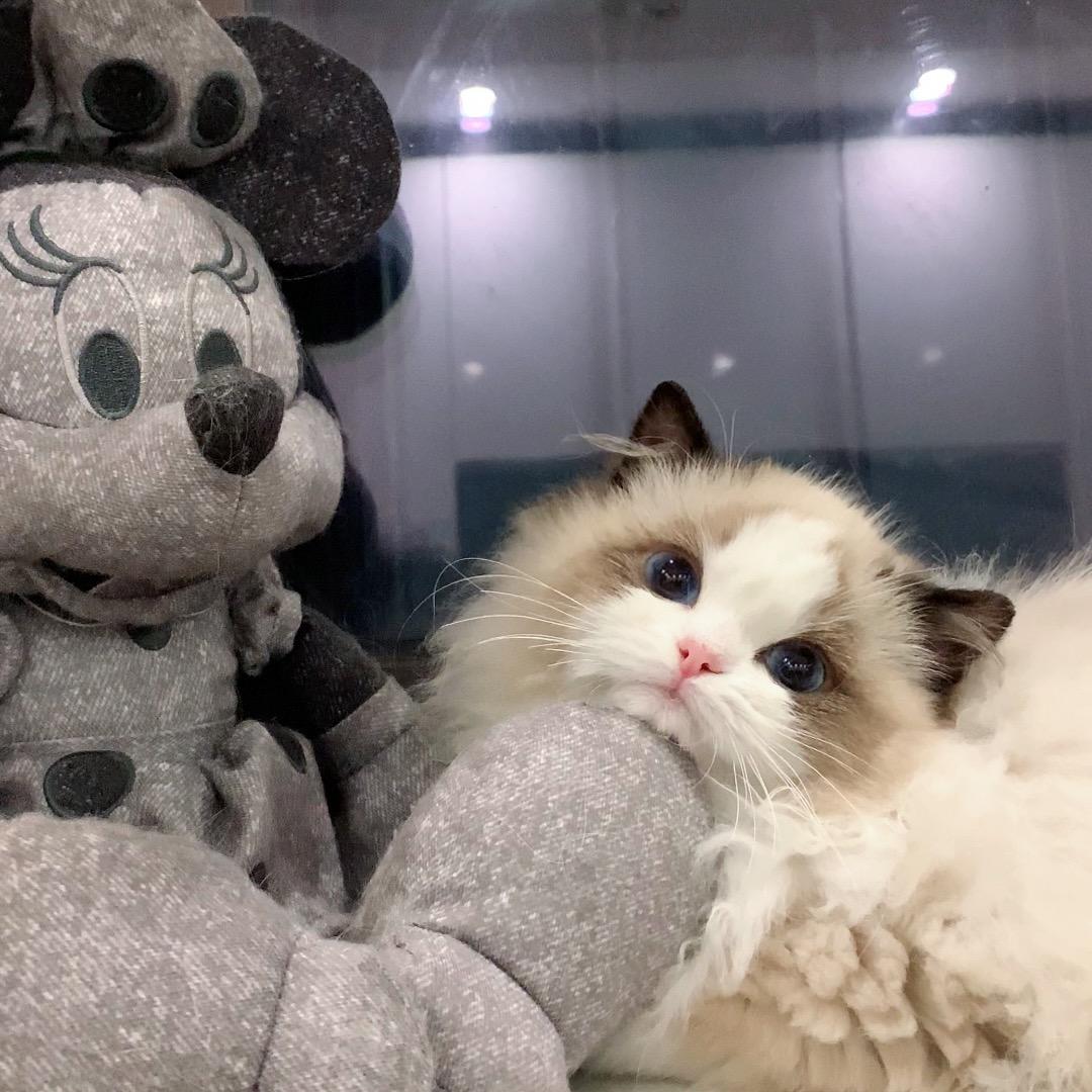 米果布偶猫
