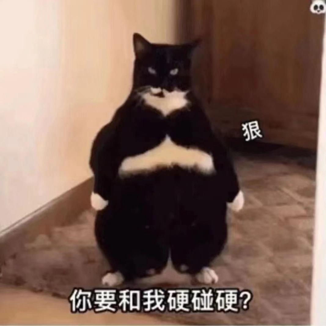 菜菜
