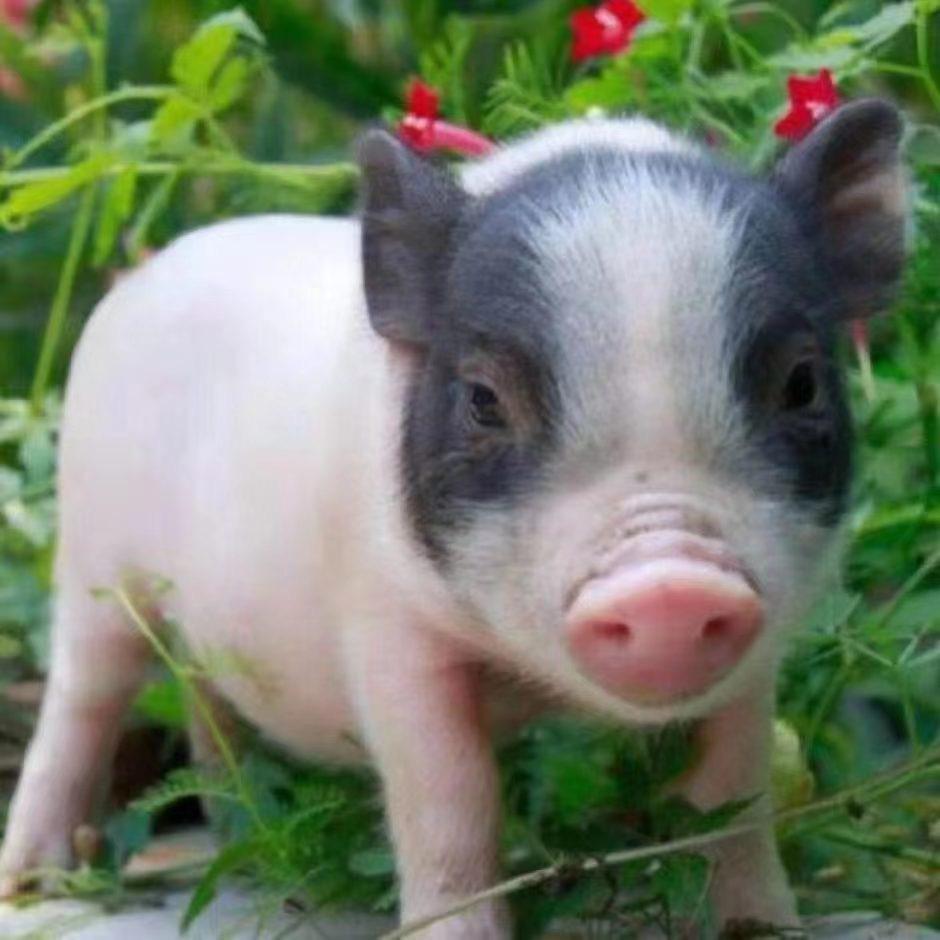 香猪大户～撵不到