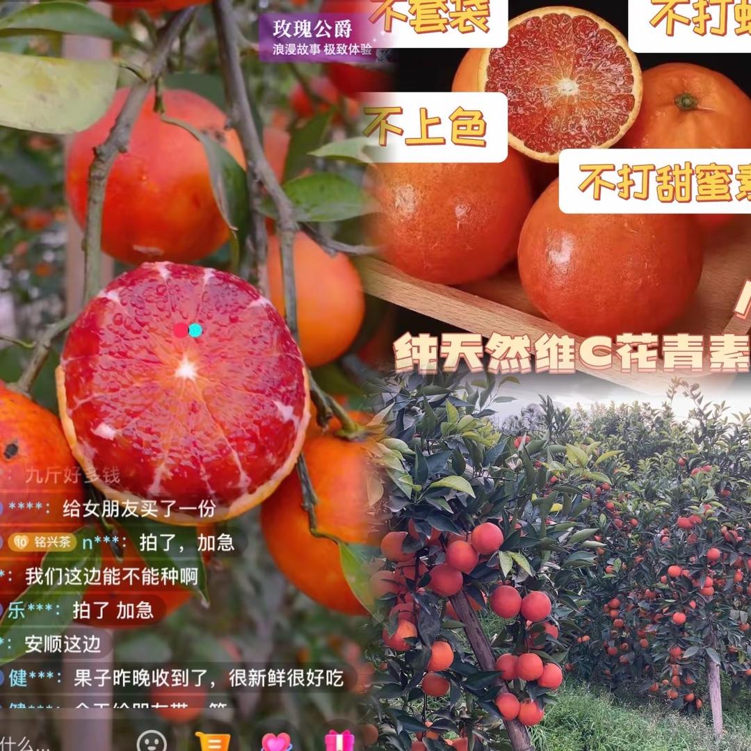 正宗血橙（供应链）