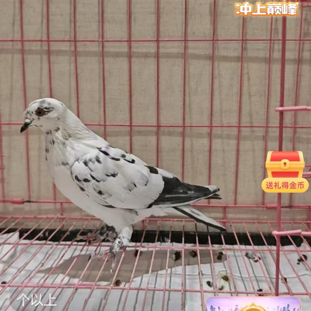 吐鲁番翻翻杨强