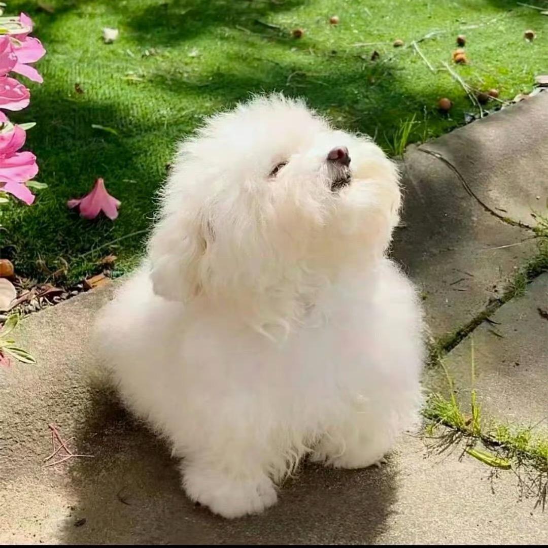 葡萄小豆包