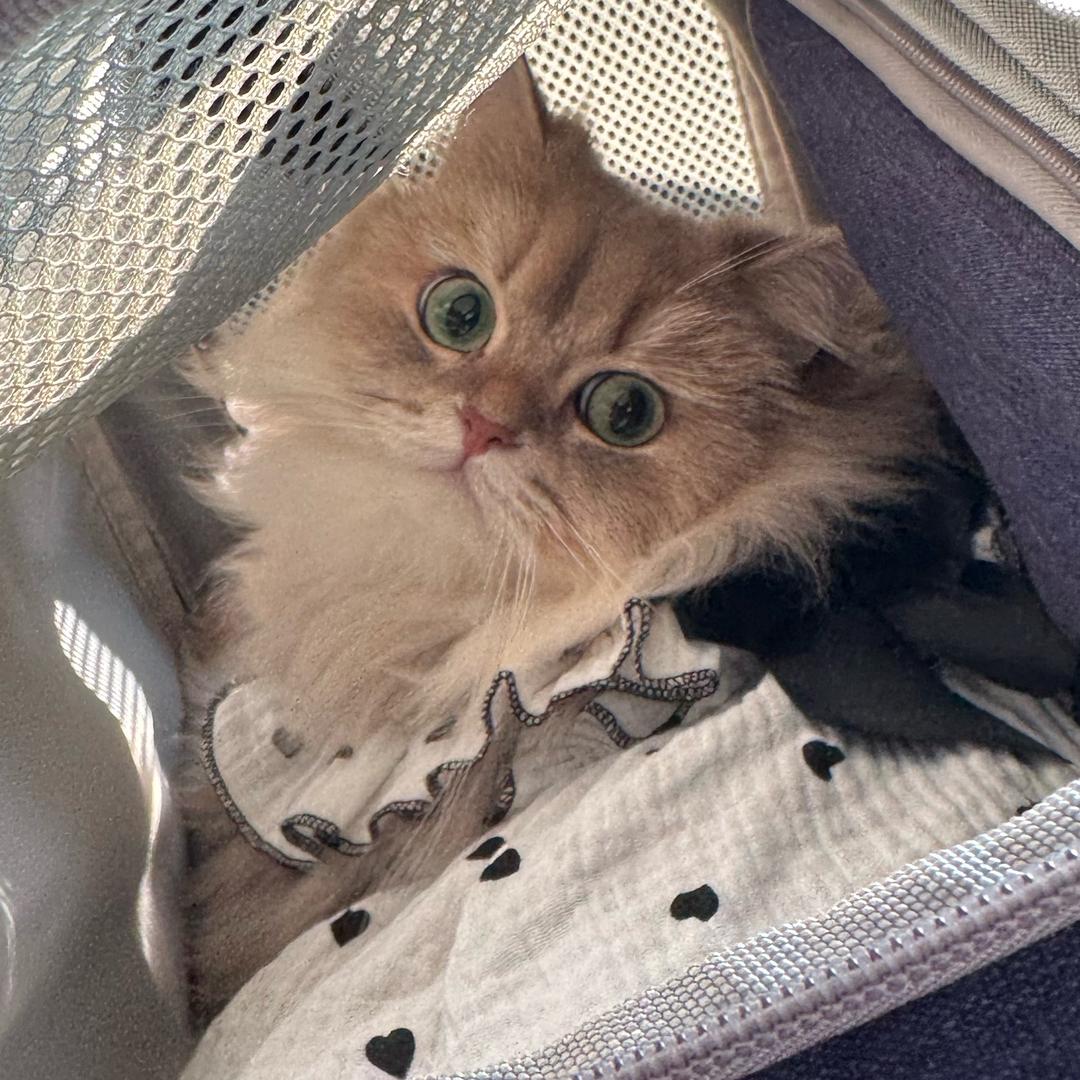 一颗小小饭团🌱