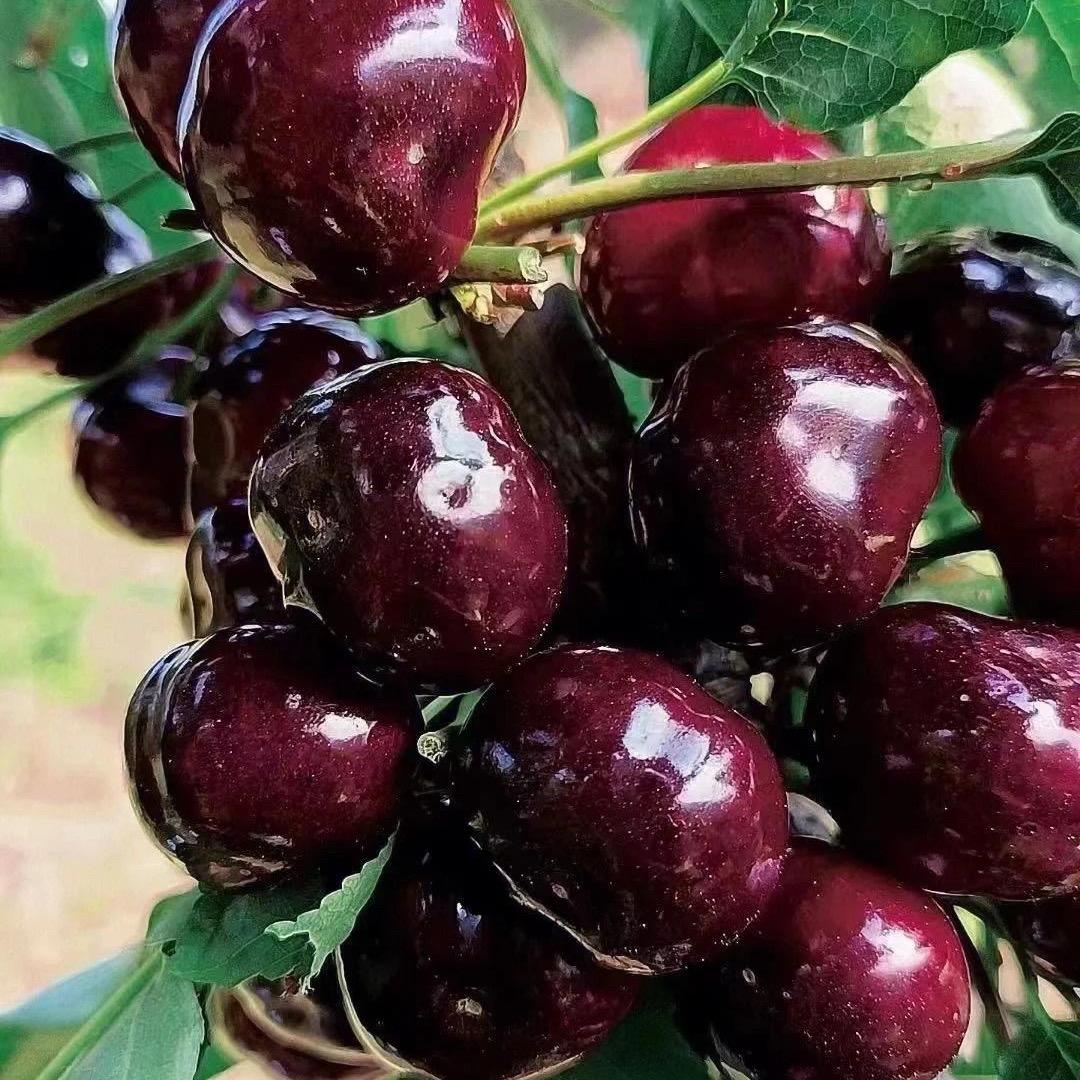 智利🇨🇱空运车厘子🍒