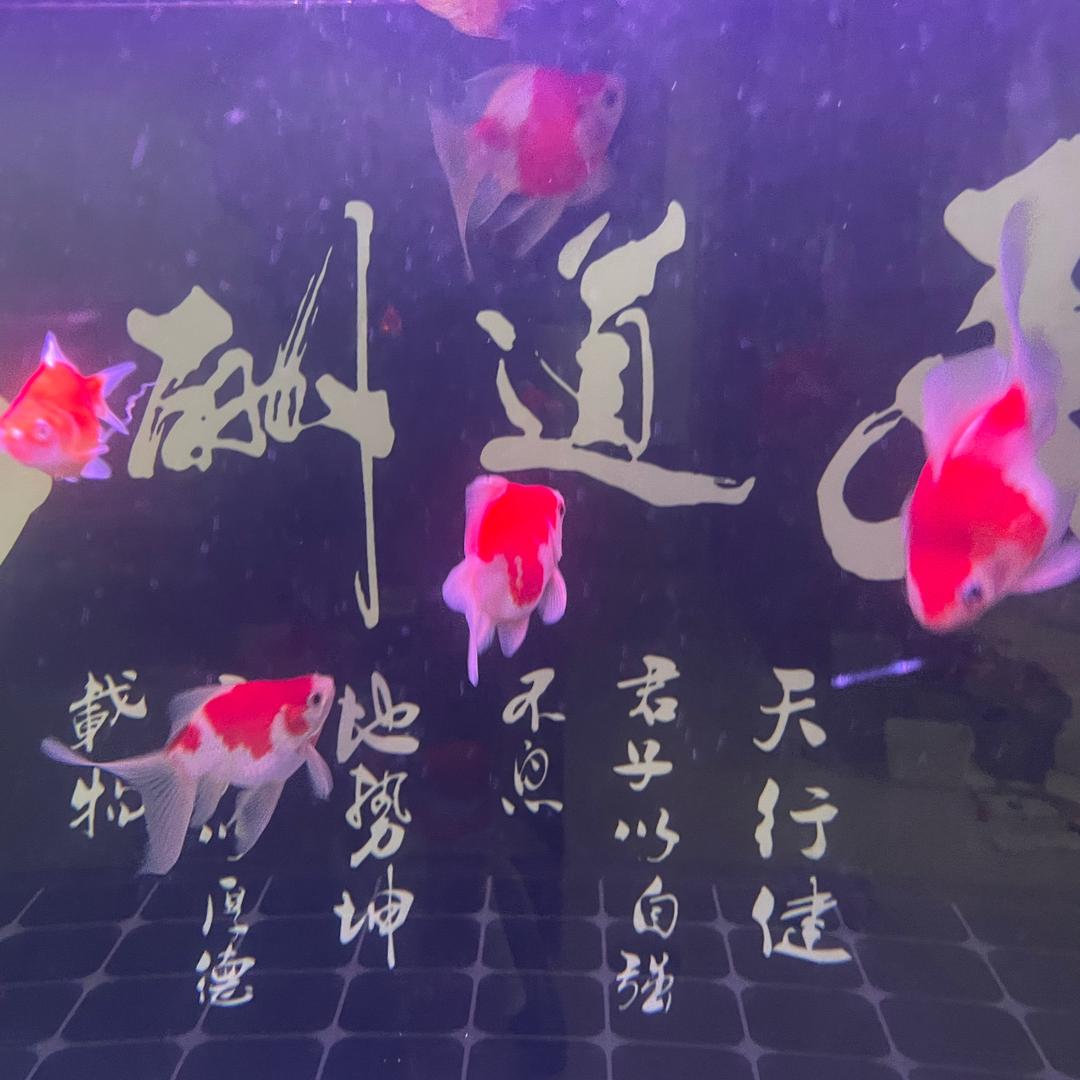 我家的好多招财鱼