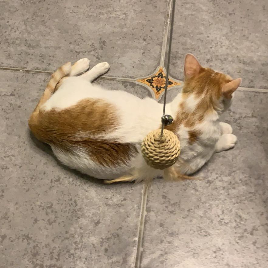 谭仔🐶🐱妈咪